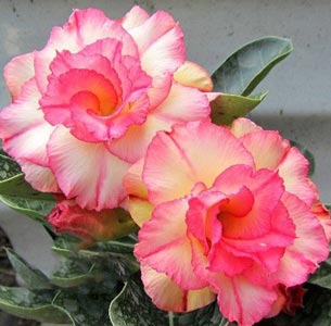 adenium-mahro-blissful-lullaby.jpg