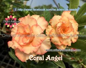 Coral Angel
