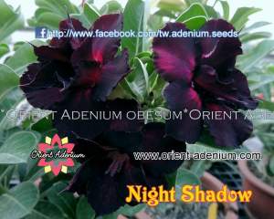 Night Shadow