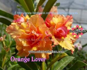 Orange Lover