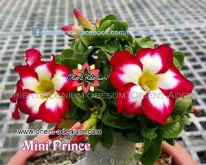 Mini Prince