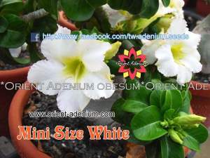 Mini size White