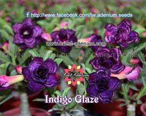 Indigo Glaze