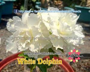 White Dolphin