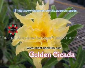 Golden Cicada