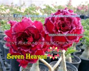 Seven Heaven
