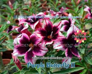 Purple Butterfly2