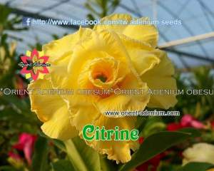 Adenium obesum Citrine 3шт