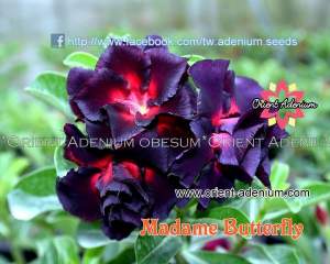 Adenium obesum Madame Butterfly  2шт