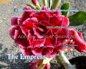 Adenium obesum The Empress 3шт