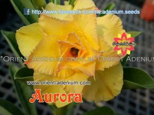 Adenium obesum Aurora 3шт