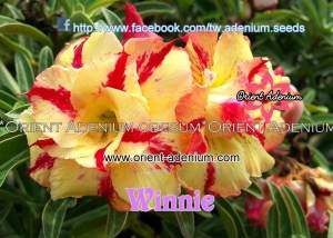 Adenium obesum Winnie 3шт