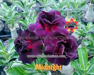 Adenium obesum Midnight 2шт