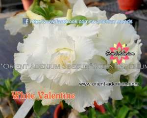 Adenium obesum White Valentine 3шт